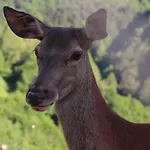 Holiday home With A - C In 54833